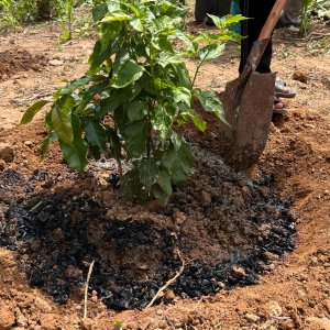 Pflanzenkohle in Vietnam: dauerhafte Kohlenstoffbindung und Bodenverbesserung. Bild: planetzero.earth